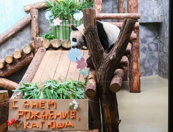 
                                    Панда Катюша празднует свой первый день рождения в Москве
                                