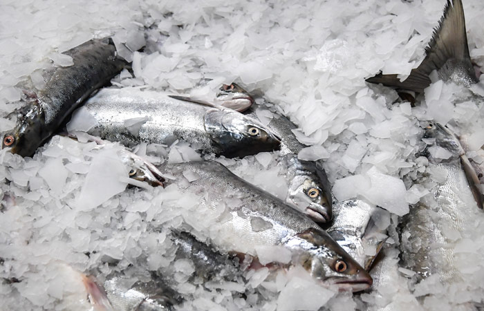 РФ за 9 месяцев увеличила до 17,4% долю в мировом экспорте мороженой рыбы РФ за 9 месяцев увеличила до 17,4% долю в мировом экспорте мороженой рыбы