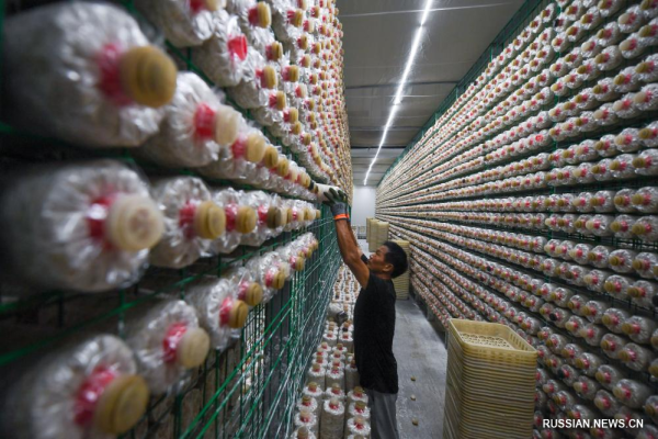 Быстрое развитие грибоводства в восточно-китайском уезде Гуаньнань
Быстрое развитие грибоводства в восточно-китайском уезде Гуаньнань