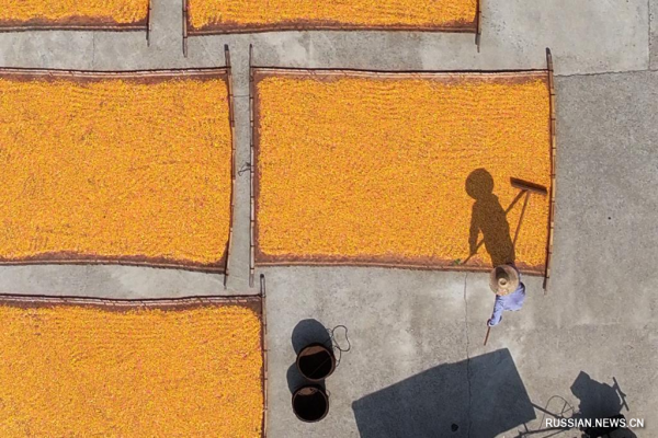 В сезон "Чушу" в Китае по всюду продолжают сушить собранный летний урожай зерновых
                                 
                                    В сезон "Чушу" в Китае по всюду продолжают сушить собранный летний урожай зерновых