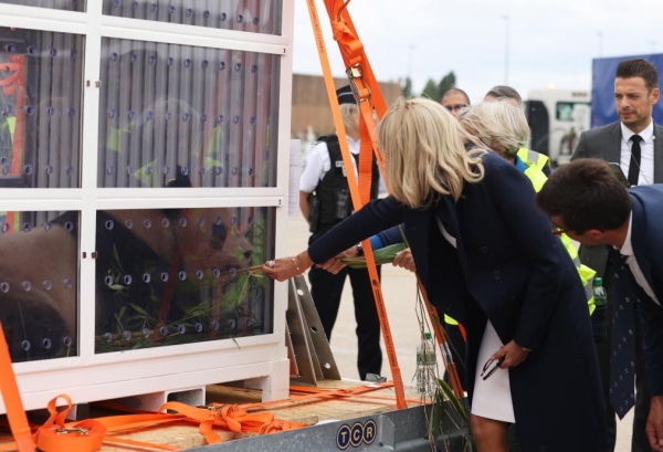 
                                    Первая родившаяся во Франции большая панда вернулась в Китай
                                