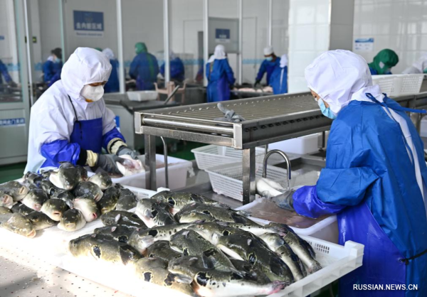 Сезон ловли рыбы-фугу в районе Цаофэйдянь города Таншань
                                 
                                    Сезон ловли рыбы-фугу в районе Цаофэйдянь города Таншань