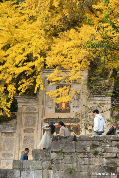 Золотые листья дерева гинкго в начале зимы
Золотые листья дерева гинкго в начале зимы