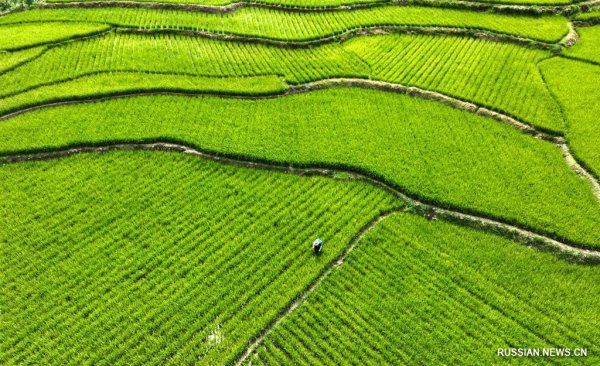Сельскохозяйственные работы в сезон "сяошу"
Сельскохозяйственные работы в сезон "сяошу"
