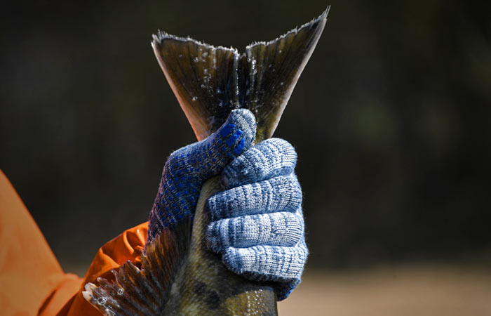 Россельхознадзор не нашел зараженную рыбу после сброса с АЭС "Фукусима-1"