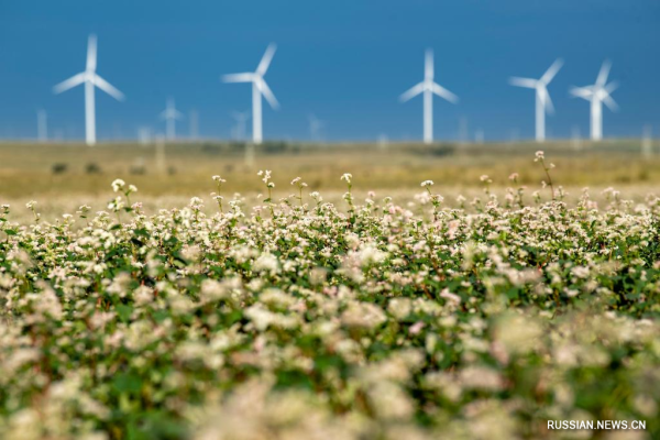 В уезде Яньчи Нинся-Хуэйского автономного района цветет гречиха
В уезде Яньчи Нинся-Хуэйского автономного района цветет гречиха