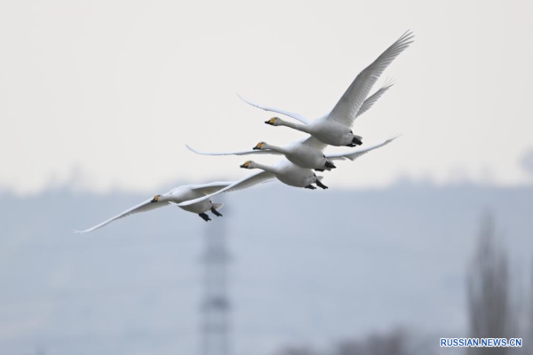 
                                    Лебеди на водно-болотных угодьях у берега реки Хуанхэ
                                