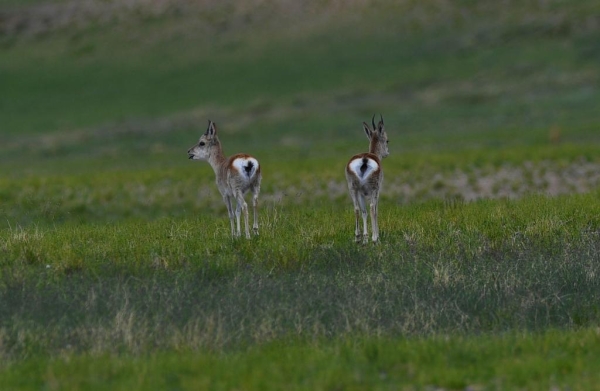 
                                    Прекрасная природа тибетского уезда Цочен
                                