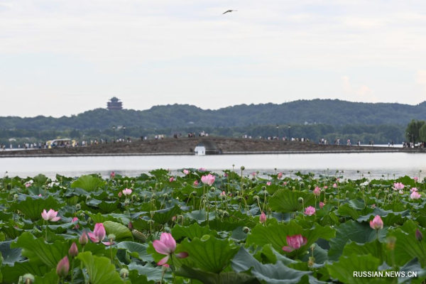 
                                    Любование лотосами в живописном районе озера Сиху
                                