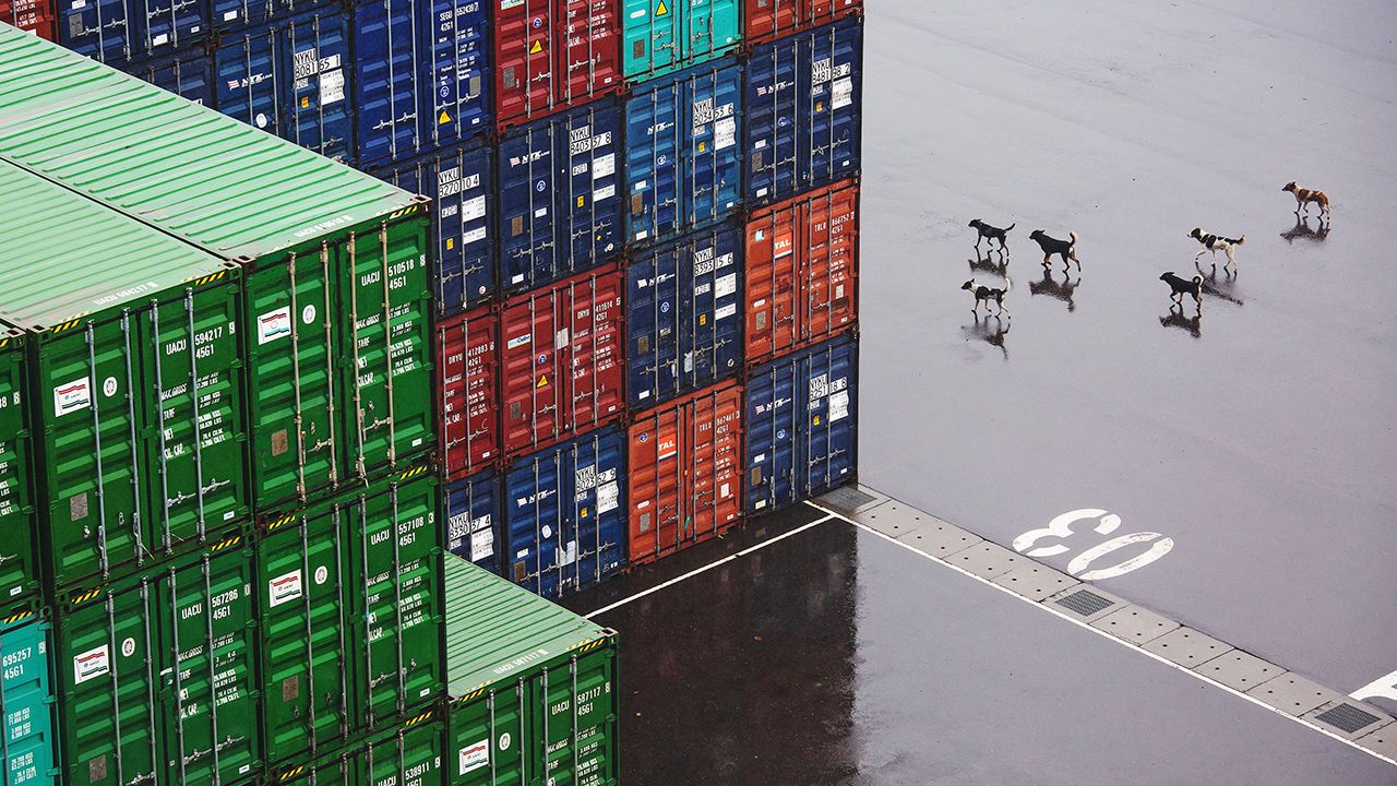 A pack of dogs walk past shipping containers at the Kao Ming Container Terminal Corp. (KMCT) terminal at the Port of Kaohsiung in Kaohsiung, Taiwan