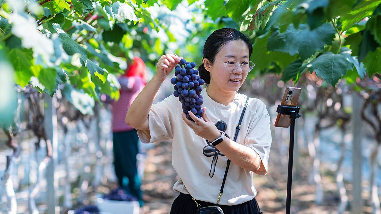 A volunteer sells grapes via live streaming at a farm in Xinghua.