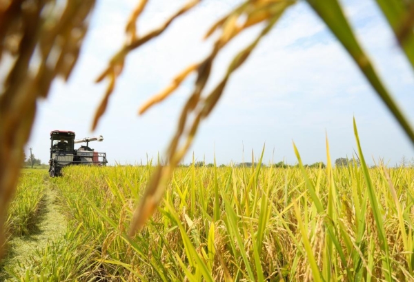 
                                    Власти Китая опубликовали меры по обеспечению качества и безопасности зерна
                                