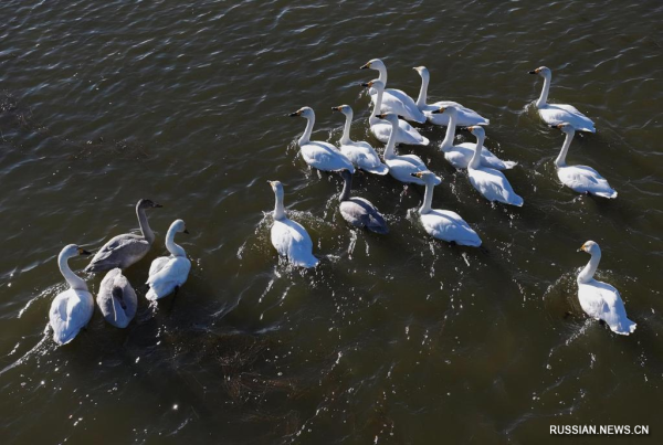 
                                    Перелетные птицы замечены в приморских водно-болотных угодьях на севере Китая
                                