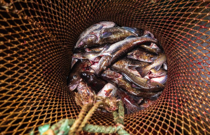 Экспорт рыбной продукции из РФ в 2025 году может превысить $6 млрд Экспорт рыбной продукции из РФ в 2025 году может превысить $6 млрд