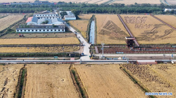 
                                    Сбор урожая риса в Тяньцзине
                                