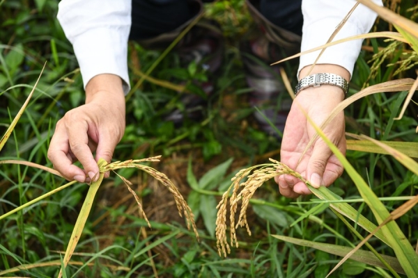 Эксклюзив: Сельскохозяйственное партнерство Бурунди с Китаем "очень позитивно" -- должностное лицо Бурунди
Эксклюзив: Сельскохозяйственное партнерство Бурунди с Китаем "очень позитивно" -- должностное лицо Бурунди
