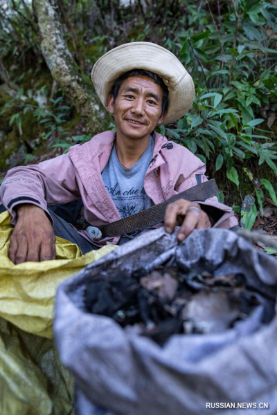 
                                    Сбор грибов в Гималаях
                                