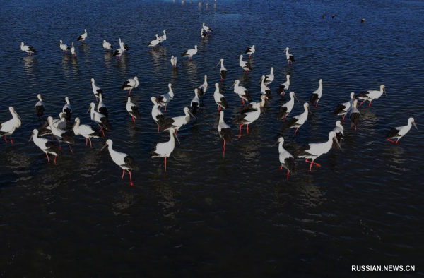 
                                    Перелетные птицы замечены в приморских водно-болотных угодьях на севере Китая
                                