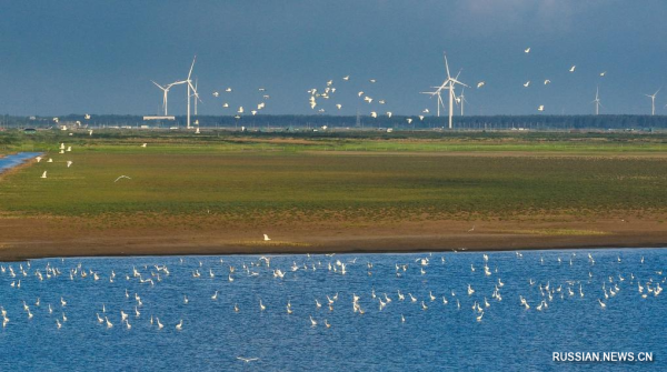 
                                    Водно-болотные угодья в прибрежных районах Желтого моря на востоке Китая
                                