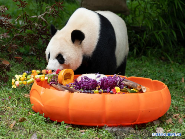 Большим пандам подарили изысканные лакомства на день рождения
Большим пандам подарили изысканные лакомства на день рождения
