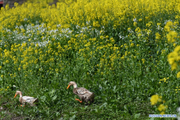 
                                    Весенние пейзажи на берегах реки Синьаньцзян
                                