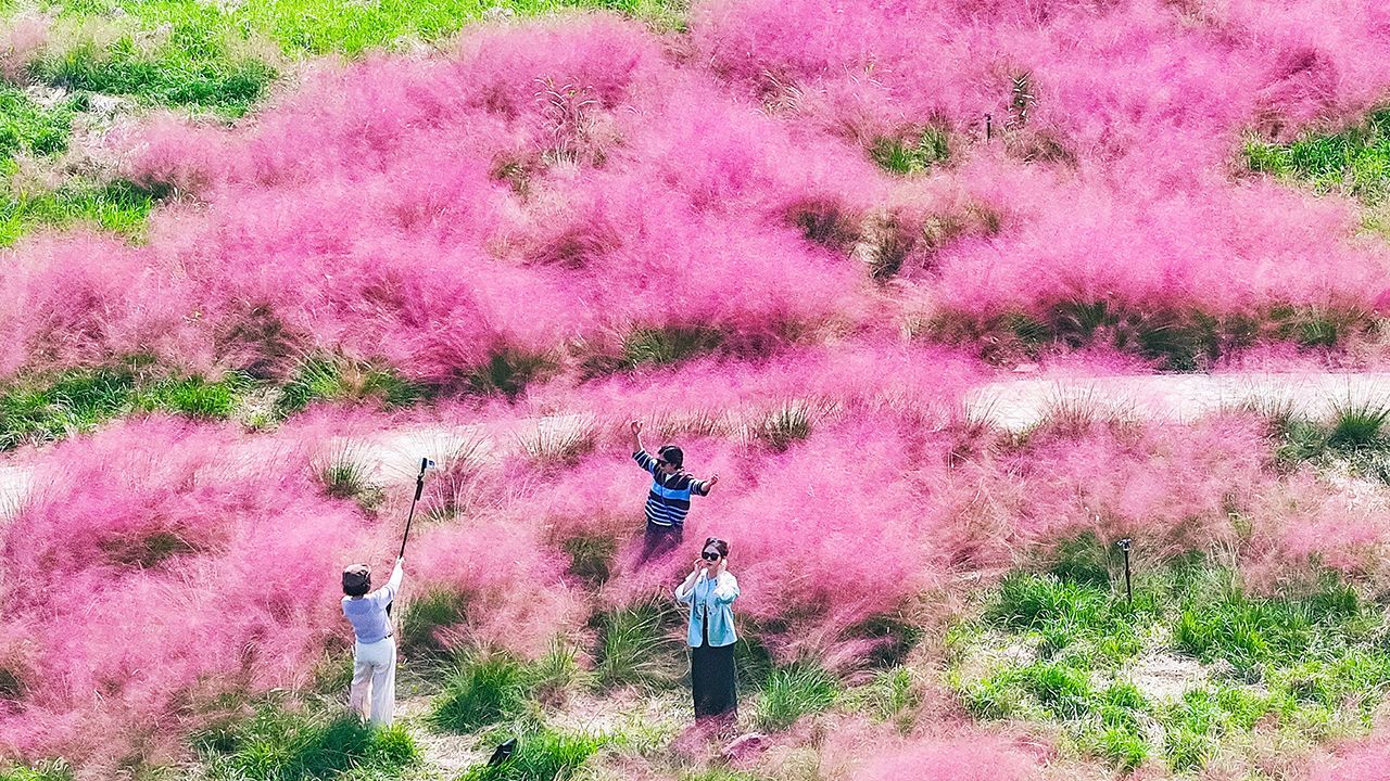 Aerial view of tourists enjoying the autumn scenery among blooming pink grass at Sanqiao Wetland Park in Nanjing, Jiangsu Province of China.