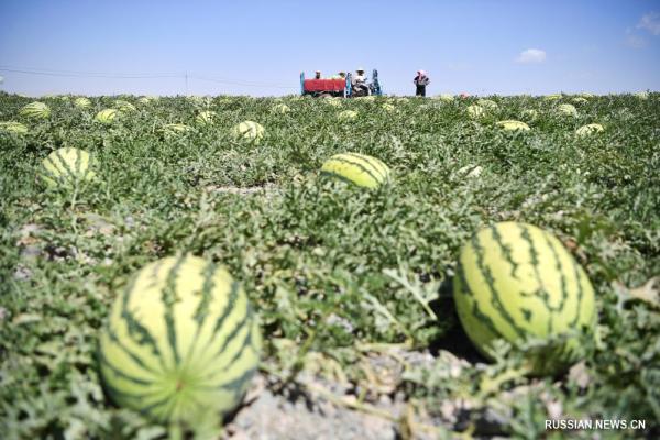
                                    Наступил сезон сбора урожая арбузов в Нинся-Хуэйском АР на северо-западе Китая
                                