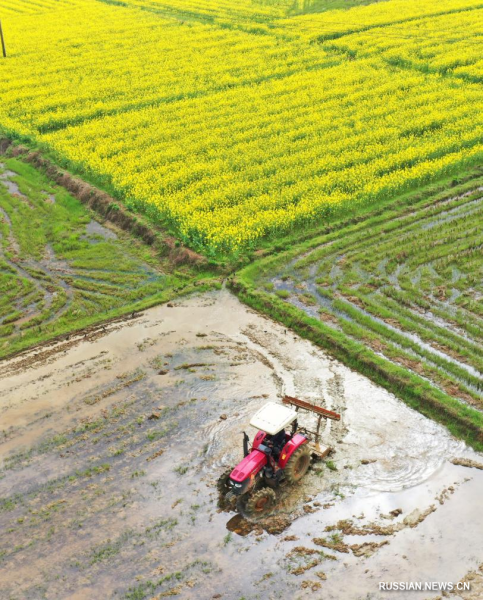 
                                    Разгар весенних полевых работ в Китае  
                                