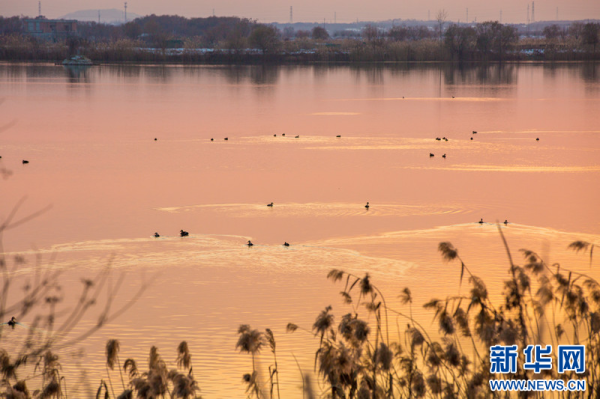 
                                    Красивые пейзажи в Национальном парке водно-болотных угодий "Чишаньху"  
                                